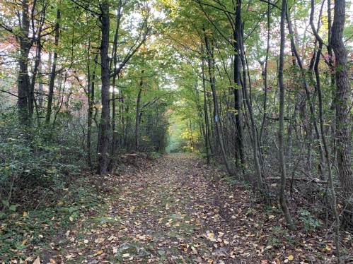 A serene forest path lined with trees, featuring autumn leaves scattered on the ground.