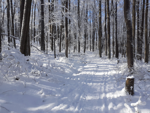 A snowy forest path lined with tall trees, sunlight filtering through the branches, creating a serene winter scene.
