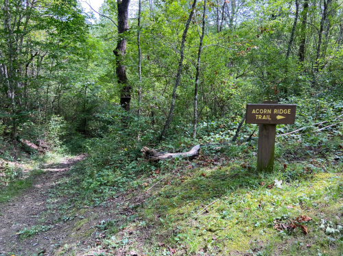 A wooden sign for "Acorn Ridge Trail" beside a narrow path through a lush, green forest.