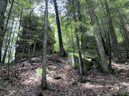 A rocky outcrop surrounded by tall trees and scattered leaves in a lush forest setting.