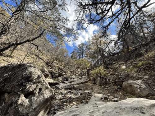 A rocky path winds through a forested area with trees and a blue sky peeking through the clouds.