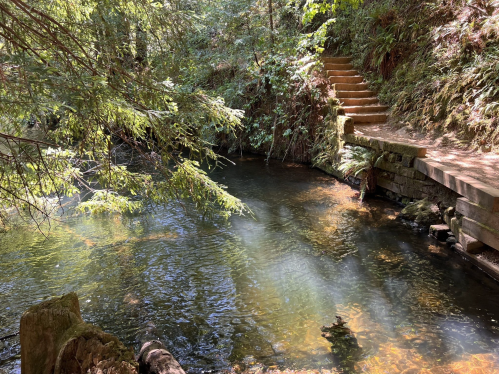 A serene forest scene with a calm stream, surrounded by lush greenery and wooden steps leading up the bank.