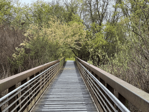 A wooden bridge leads through lush greenery, surrounded by trees and budding leaves on a cloudy day.