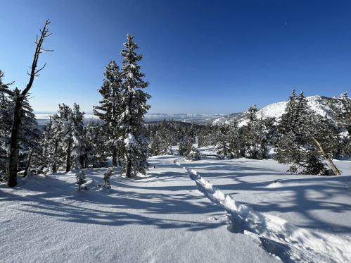 A snowy landscape with tall trees under a clear blue sky, showcasing a serene winter scene.