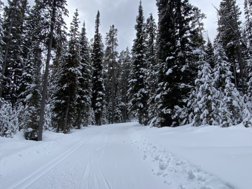 A snowy path winding through a dense forest of tall evergreen trees.