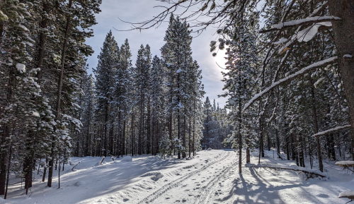 A snowy forest path lined with tall pine trees under a bright sky. Snow blankets the ground and branches.