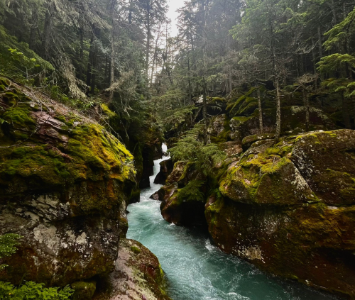 A serene forest scene with moss-covered rocks and a flowing turquoise river surrounded by tall trees.