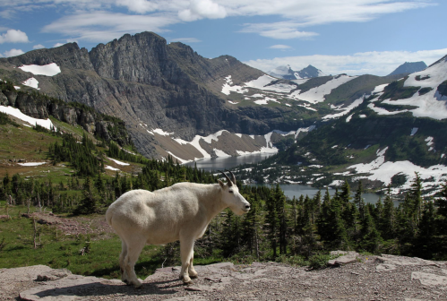 A mountain goat stands on a rocky ledge overlooking a scenic valley with snow-capped peaks and a lake below.