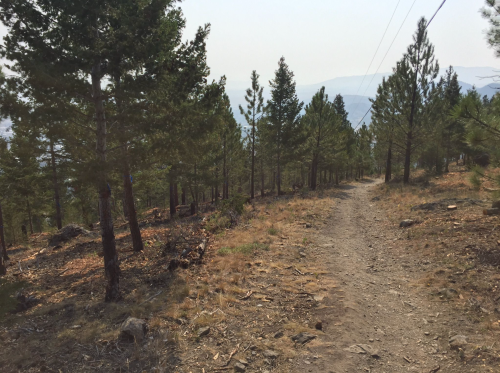 A dirt path winds through a forest of tall pine trees, with mountains visible in the distance under a hazy sky.