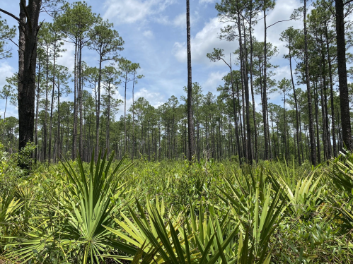 Lush green underbrush with palm-like plants in a dense pine forest under a partly cloudy sky.