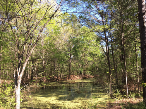 A serene forest scene with a calm, green pond surrounded by lush trees under a clear blue sky.