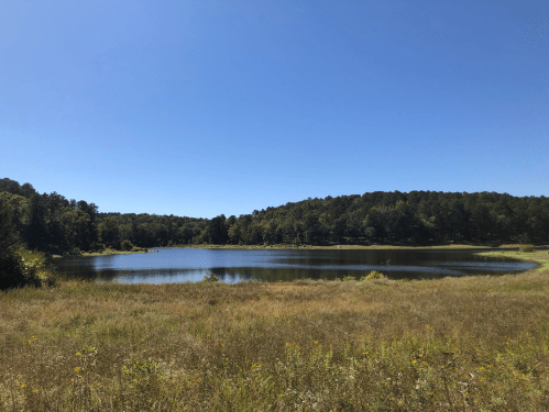 A serene lake surrounded by lush greenery and trees under a clear blue sky. Wildflowers dot the grassy foreground.