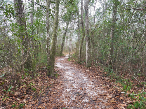 A narrow dirt path winding through a dense forest with trees and fallen leaves on the ground.