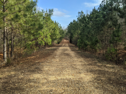A gravel path lined with tall pine trees, leading into a serene, wooded area under a clear sky.