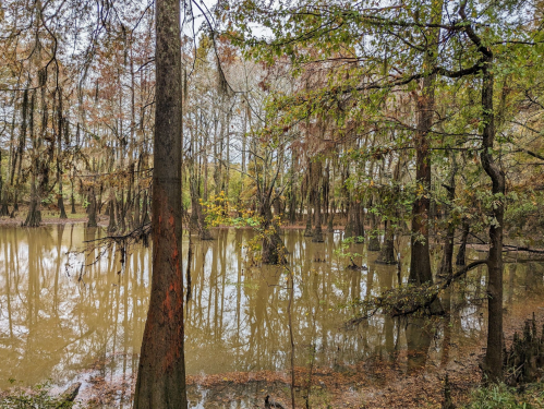 A serene swamp scene with tall trees reflecting in calm, muddy water, surrounded by autumn foliage.