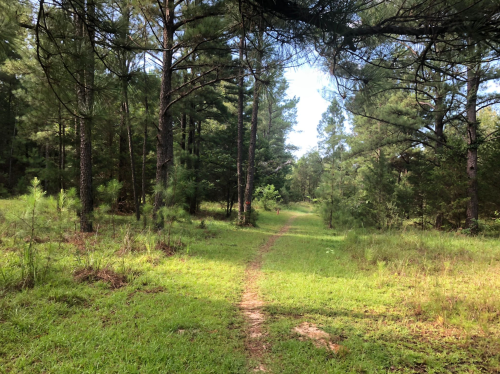 A serene forest path surrounded by tall trees and lush greenery under a clear sky.