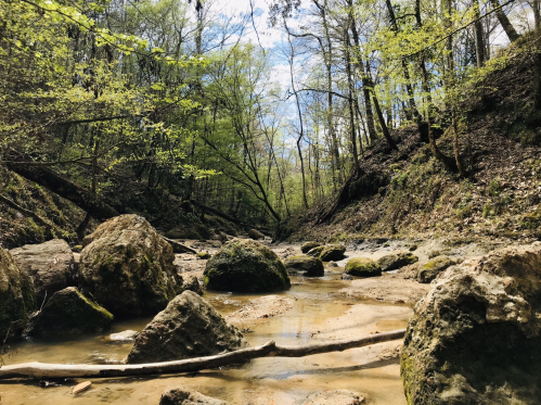 A serene forest scene with a shallow stream, moss-covered rocks, and lush green trees under a partly cloudy sky.