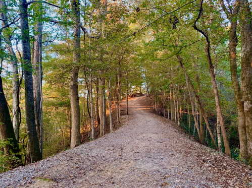 A winding gravel path through a lush forest with sunlight filtering through the trees.