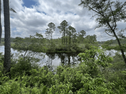 Lush greenery surrounds a calm, reflective pond under a cloudy sky, with tall trees in the background.