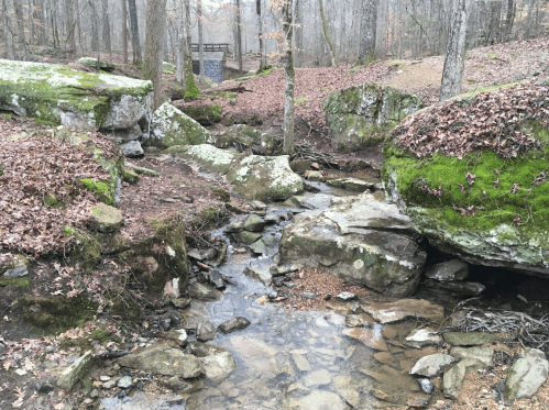 A serene forest scene featuring a small stream flowing over rocks, surrounded by moss-covered boulders and fallen leaves.