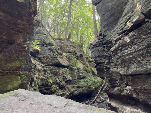 A narrow canyon surrounded by tall, moss-covered rock walls and lush green trees overhead.