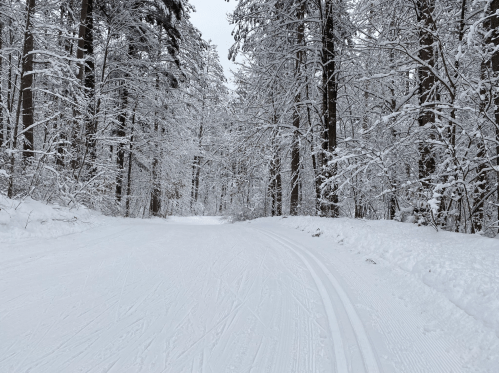 A snowy forest path lined with tall trees, creating a serene winter landscape.