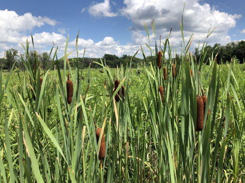 Tall green cattails with brown flower spikes stand in a lush wetland under a blue sky with fluffy white clouds.
