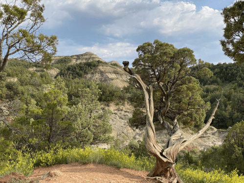 A twisted tree stands in the foreground, with rugged hills and a cloudy sky in the background. Green foliage surrounds the scene.