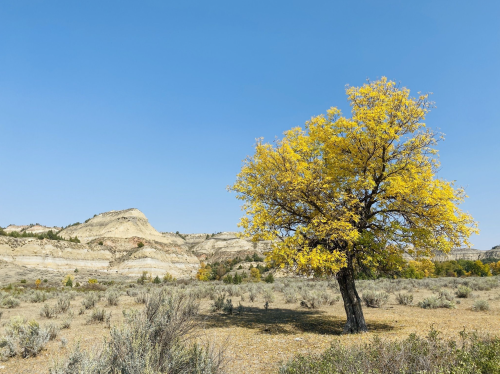 A solitary yellow tree stands in a dry landscape with rolling hills under a clear blue sky.