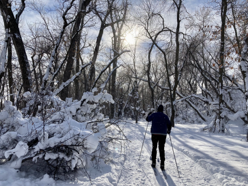 A person skiing on a snowy trail surrounded by bare trees and sunlight filtering through the branches.