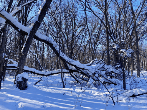 A snowy forest scene with bare trees and a fallen branch covered in snow, creating a serene winter landscape.
