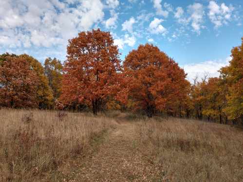 A winding path through a grassy field lined with vibrant orange and yellow autumn trees under a blue sky.