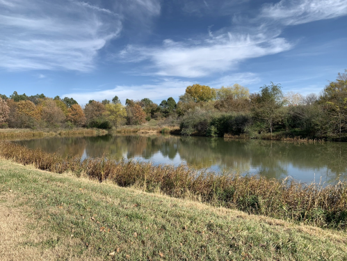 A serene pond surrounded by trees and grasses, reflecting a clear blue sky with wispy clouds.