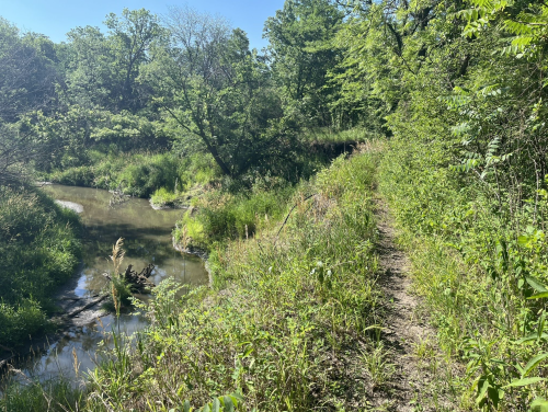 A narrow dirt path alongside a creek, surrounded by lush greenery and trees under a clear blue sky.