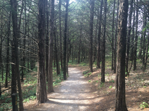 A narrow gravel path winding through a dense forest of tall, slender trees. Sunlight filters through the branches.