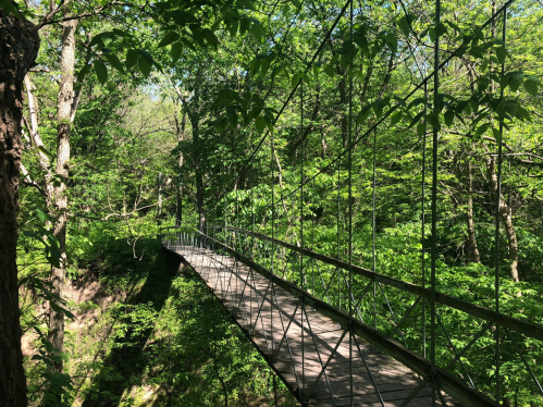 A wooden suspension bridge surrounded by lush green trees in a serene forest setting.