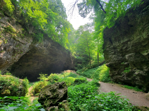 Lush green forest surrounds a rocky canyon with a winding path, creating a serene natural landscape.