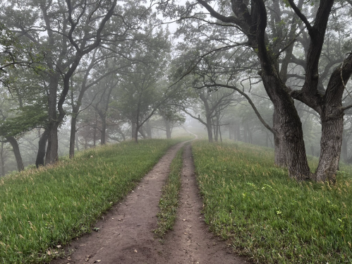 A misty path winding through a grassy area with trees on either side, creating a serene, tranquil atmosphere.