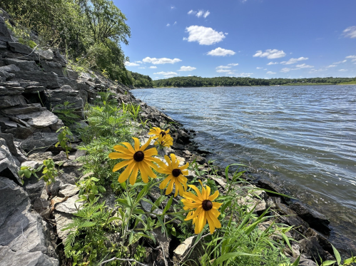Yellow flowers grow along a rocky shoreline beside a calm river under a blue sky with fluffy clouds.