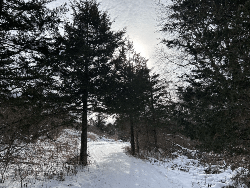 A snowy path winding through tall trees, with the sun peeking through the branches in a winter landscape.