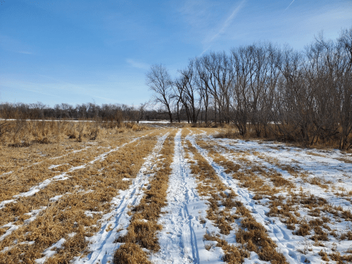 A snowy path through a field with sparse grass and bare trees under a clear blue sky.