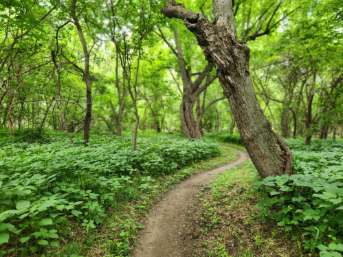 A winding dirt path through a lush green forest with trees and dense undergrowth.