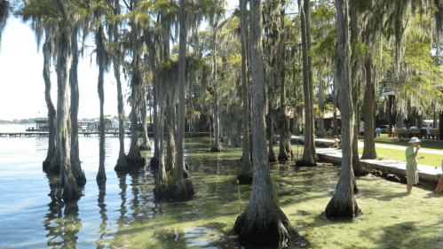 Bald cypress trees with spanish moss sit in the clear water at White Lake Beach in NC.