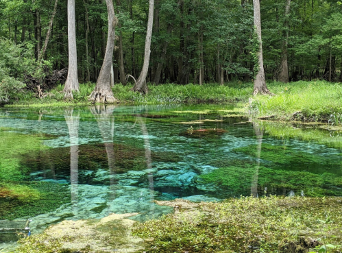 A serene natural scene featuring clear turquoise water, lush greenery, and tall trees reflecting in the water.