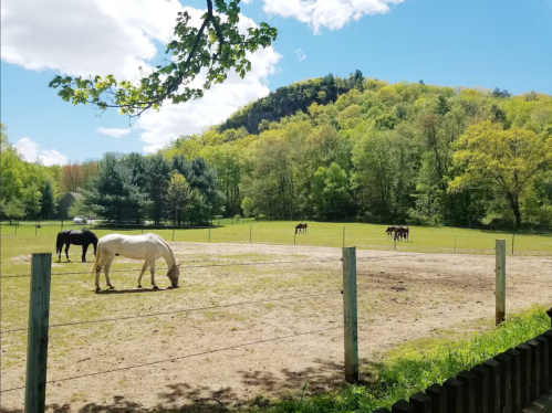 A sunny pasture with several horses grazing, surrounded by green trees and a distant hill.