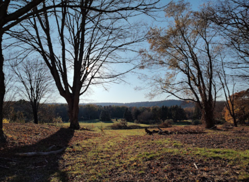 A serene landscape with bare trees, a clear sky, and a grassy field in the distance, showcasing autumn colors.