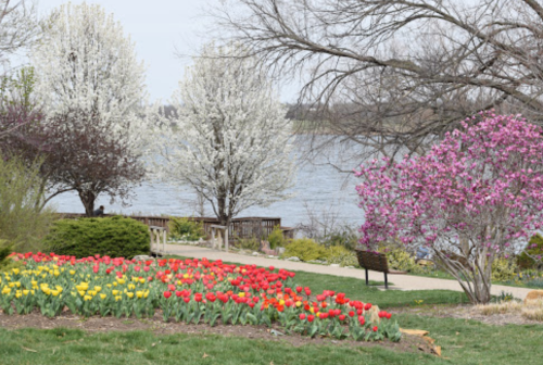 A scenic park with blooming tulips, flowering trees, and a lake in the background on a clear day.