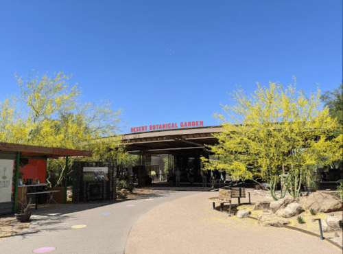 Entrance to the Desert Botanical Garden, featuring bright yellow plants and a clear blue sky.