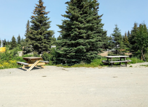 Two picnic tables surrounded by tall evergreen trees in a gravel area on a sunny day.