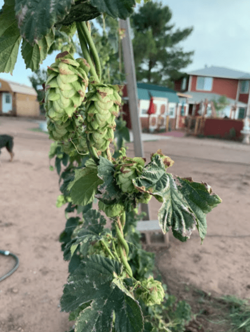 Close-up of hop cones growing on a vine, with green leaves and a blurred background of a garden and houses.